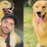 Cachorro morre após falha no transporte aéreo da Gol em Guarulhos
